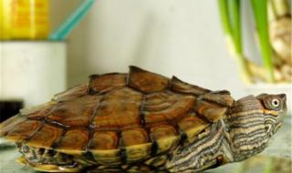 红耳龟和巴西龟有什么分别 密西西比红耳龟